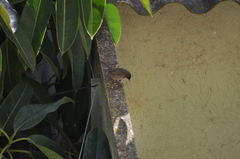 Curruca melanocephala