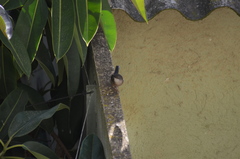 Curruca melanocephala