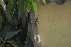 Curruca melanocephala