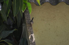 Curruca melanocephala