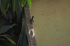 Curruca melanocephala