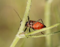 Leptocoris mitellatus