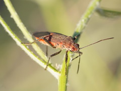 Leptocoris mitellatus