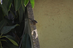 Curruca melanocephala