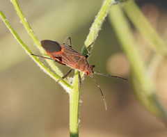 Leptocoris mitellatus