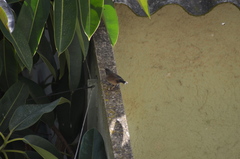 Curruca melanocephala