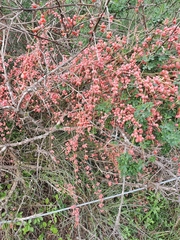 Ephedra foeminea