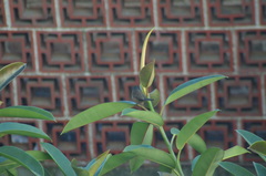 Curruca melanocephala