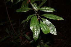 Elaeocarpus eumundii