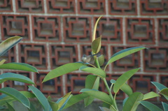 Curruca melanocephala