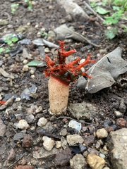 Lysurus corallocephalus