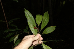 Elaeocarpus eumundii