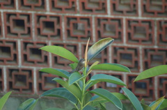 Curruca melanocephala