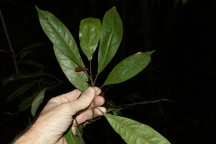 Elaeocarpus eumundii