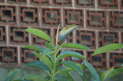 Curruca melanocephala