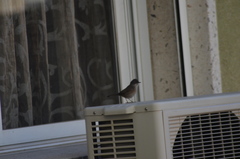 Curruca melanocephala