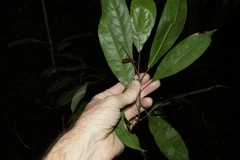 Elaeocarpus eumundii