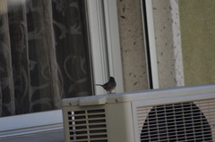 Curruca melanocephala