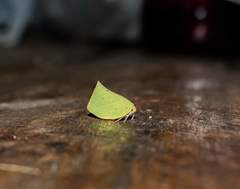 Phyllyphanta