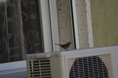 Curruca melanocephala