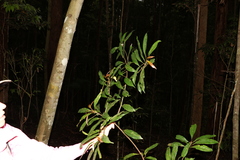 Elaeocarpus eumundii