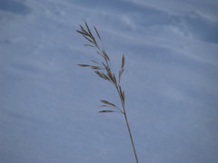 Bromus inermis