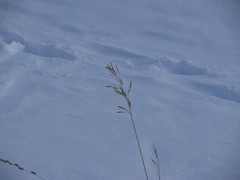 Bromus inermis