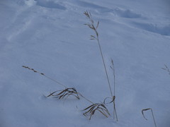 Bromus inermis