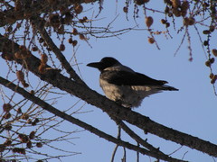 Corvus cornix