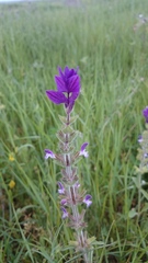 Salvia viridis