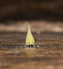 Phyllyphanta