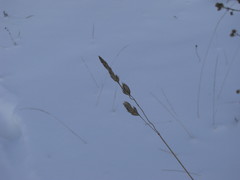 Dactylis glomerata
