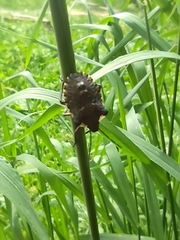 Pentatoma rufipes