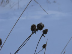 Centaurea jacea