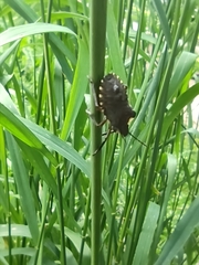 Pentatoma rufipes