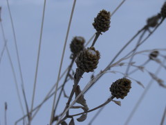 Centaurea jacea