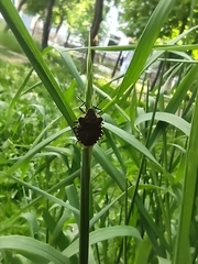 Pentatoma rufipes