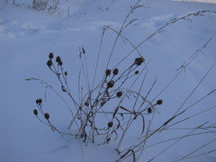 Centaurea jacea