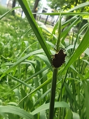 Pentatoma rufipes