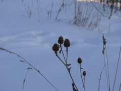 Centaurea jacea