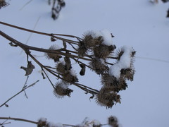 Arctium tomentosum