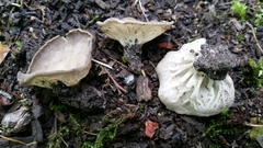 Helvella costifera