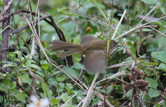 Prinia flaviventris