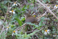 Prinia flaviventris