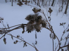 Arctium tomentosum