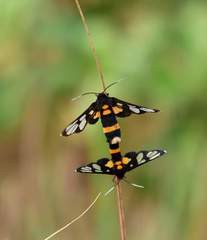 Amata sperbius
