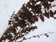 Rumex