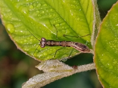 Odontomantis planiceps