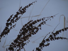 Rumex