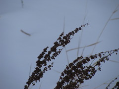Rumex